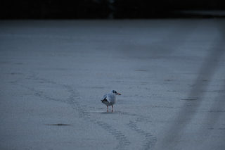 Laughing Dove