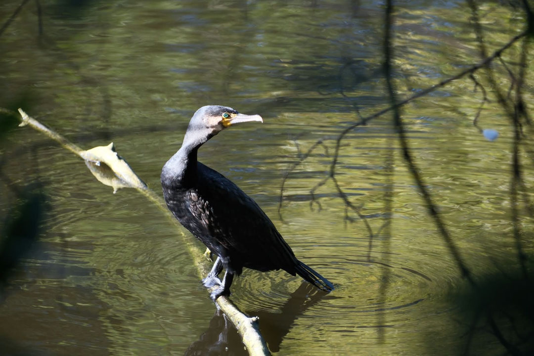 Great Cormorant
