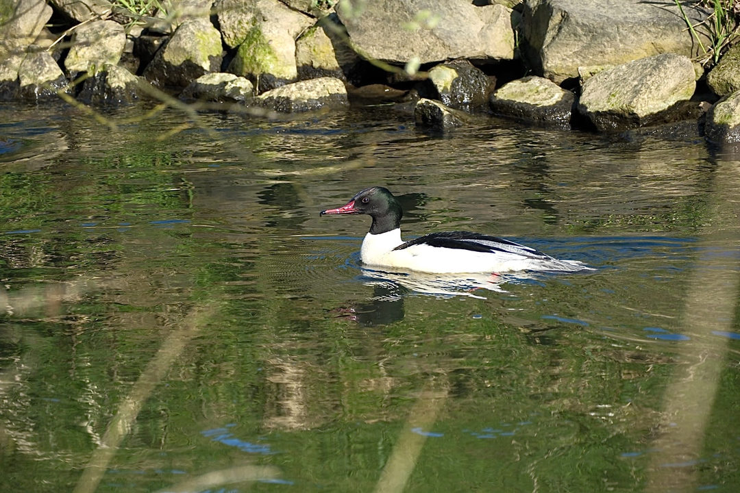 Common Merganser