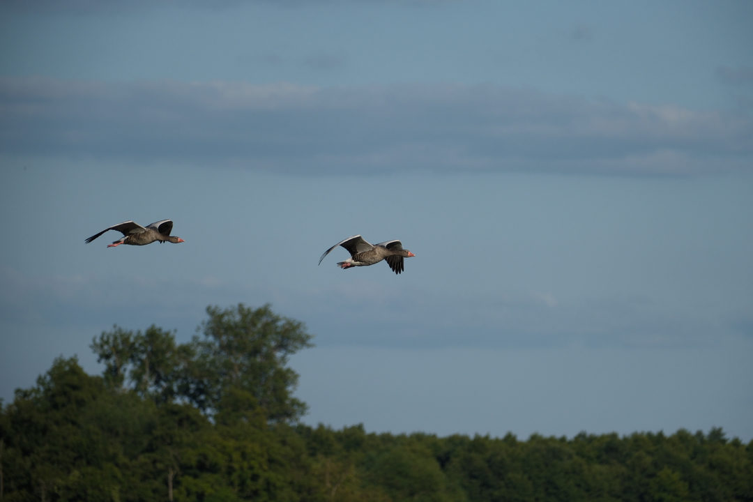 Greylag Goose