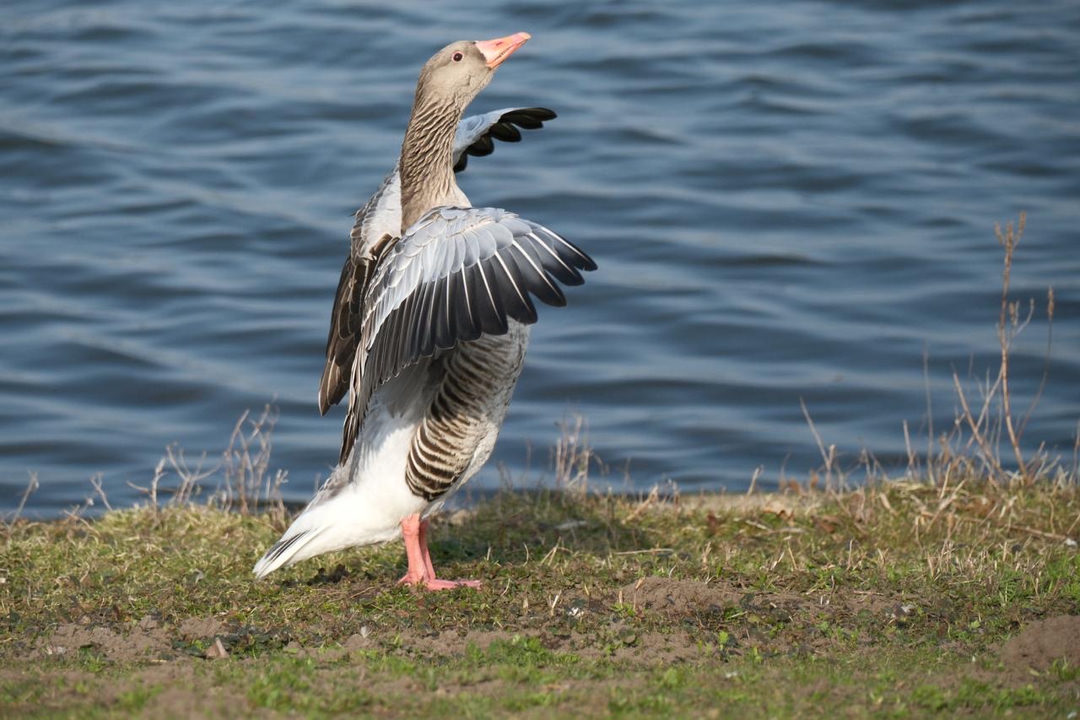 Greylag Goose