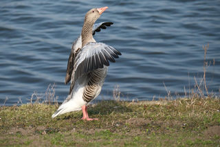 Greylag Goose
