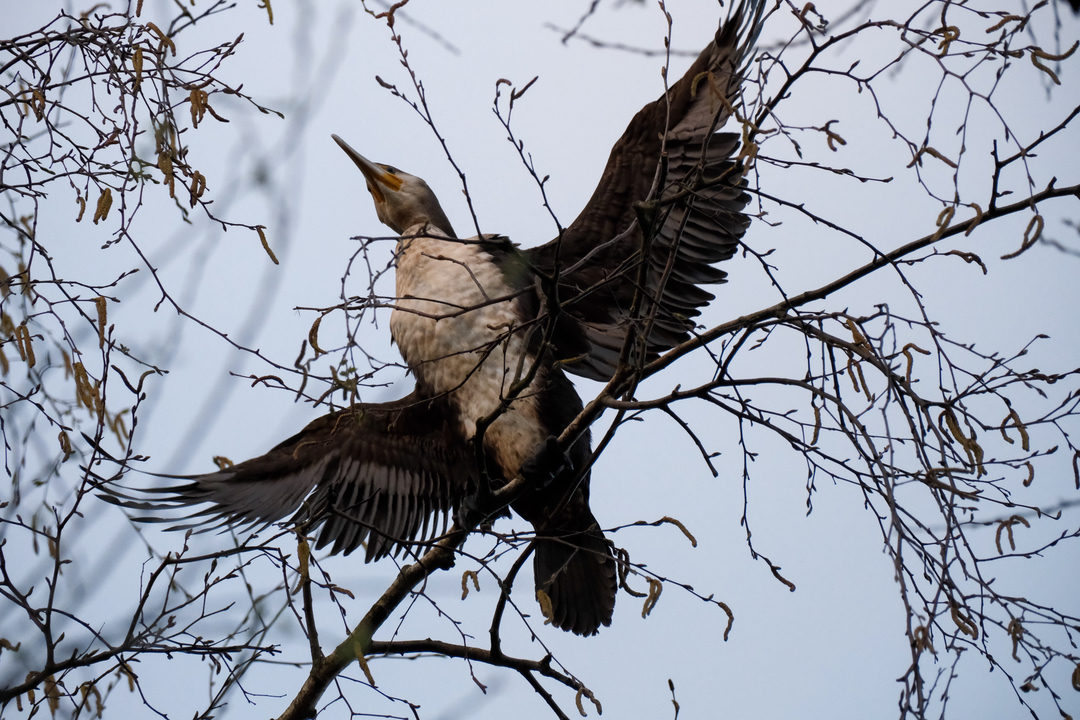 Great Cormorant