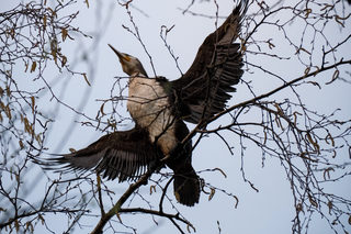 Great Cormorant